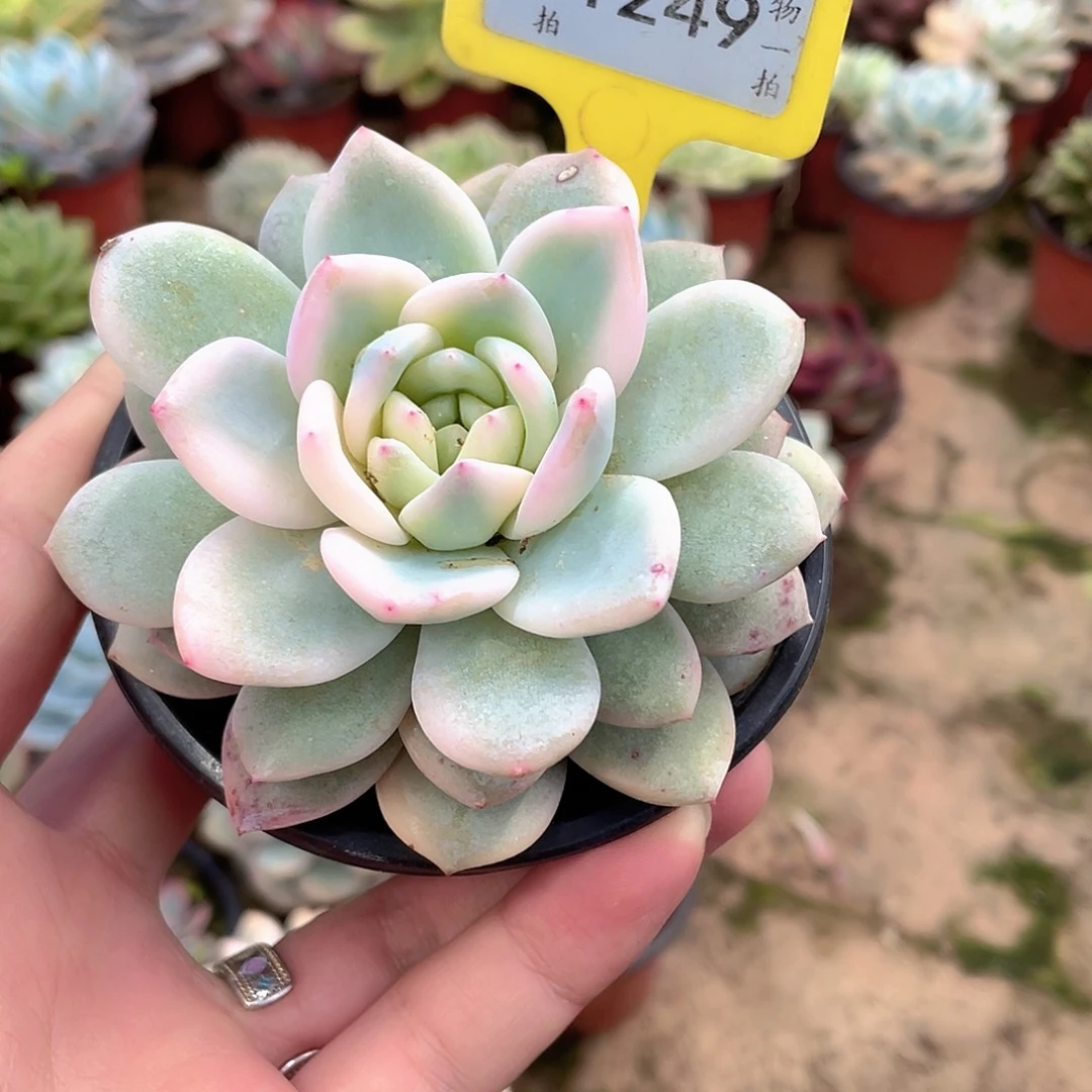 喵***令1249号多肉植物组合