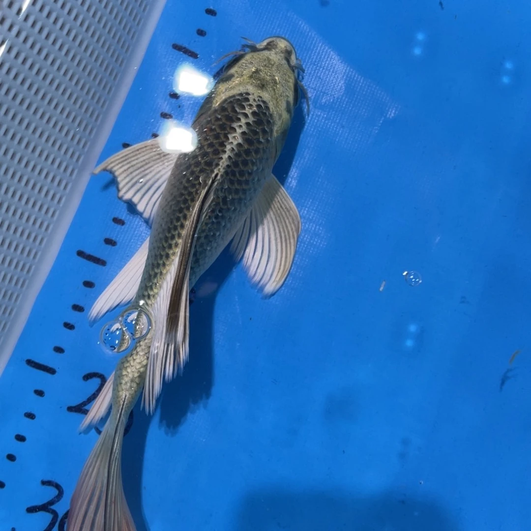 锦鲤锦鲤蝴蝶鲤鱼包邮