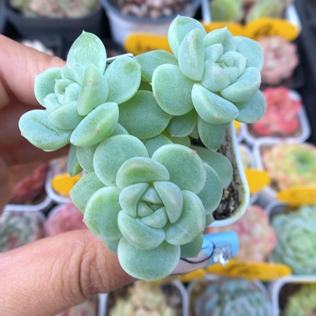 财富密码群生815号