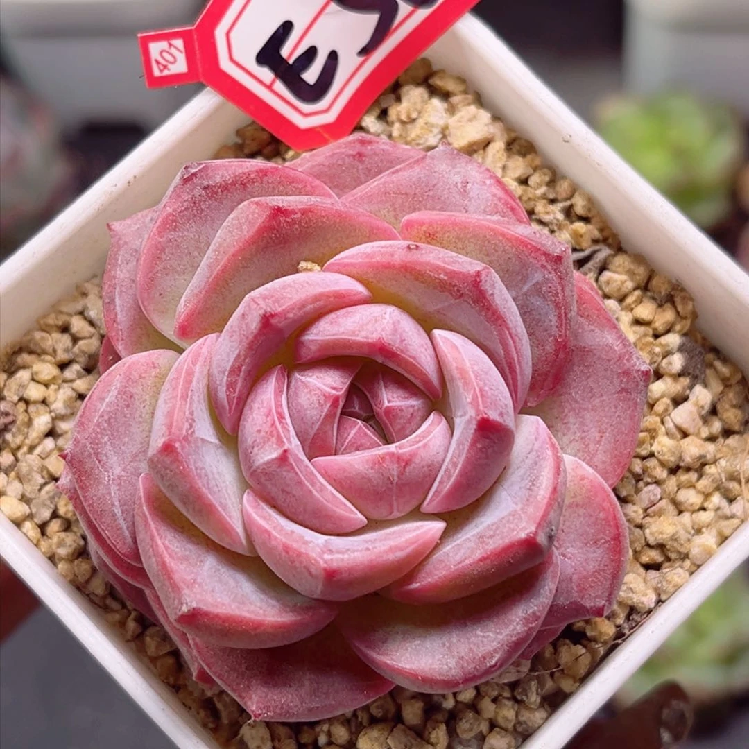 E564大丽花一物一拍