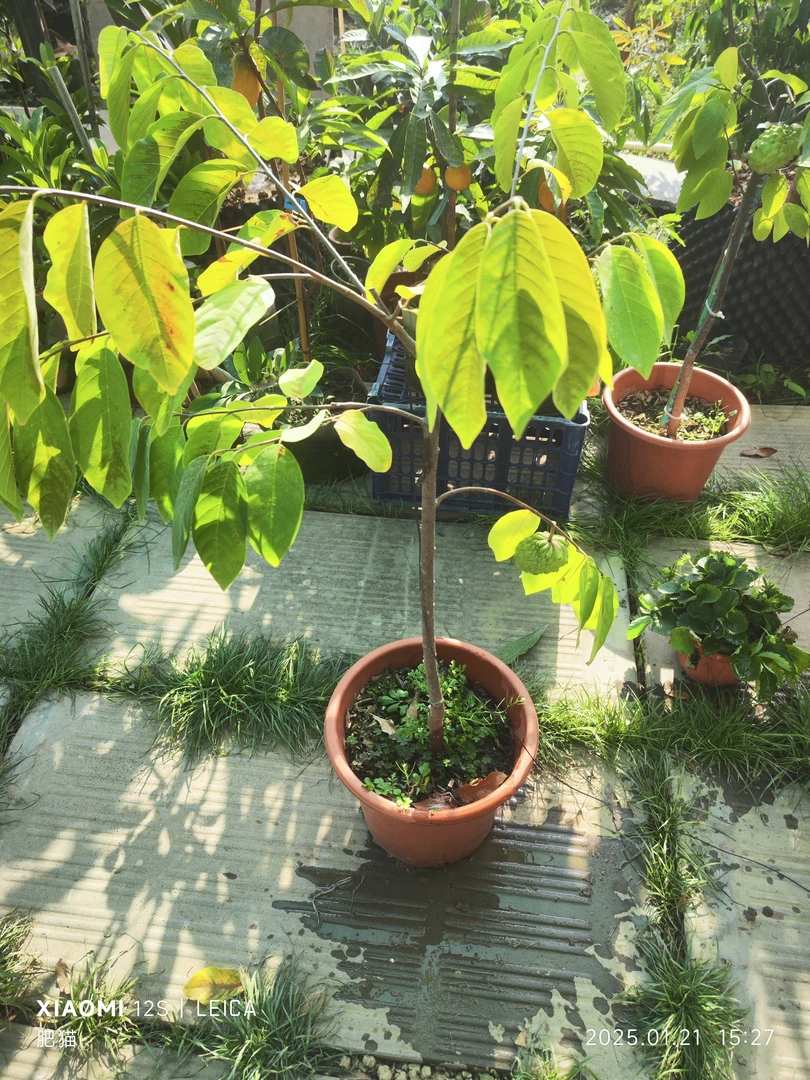 凤梨释迦果树绿植庭院种植观赏植物结果树苗 直播间一物一拍