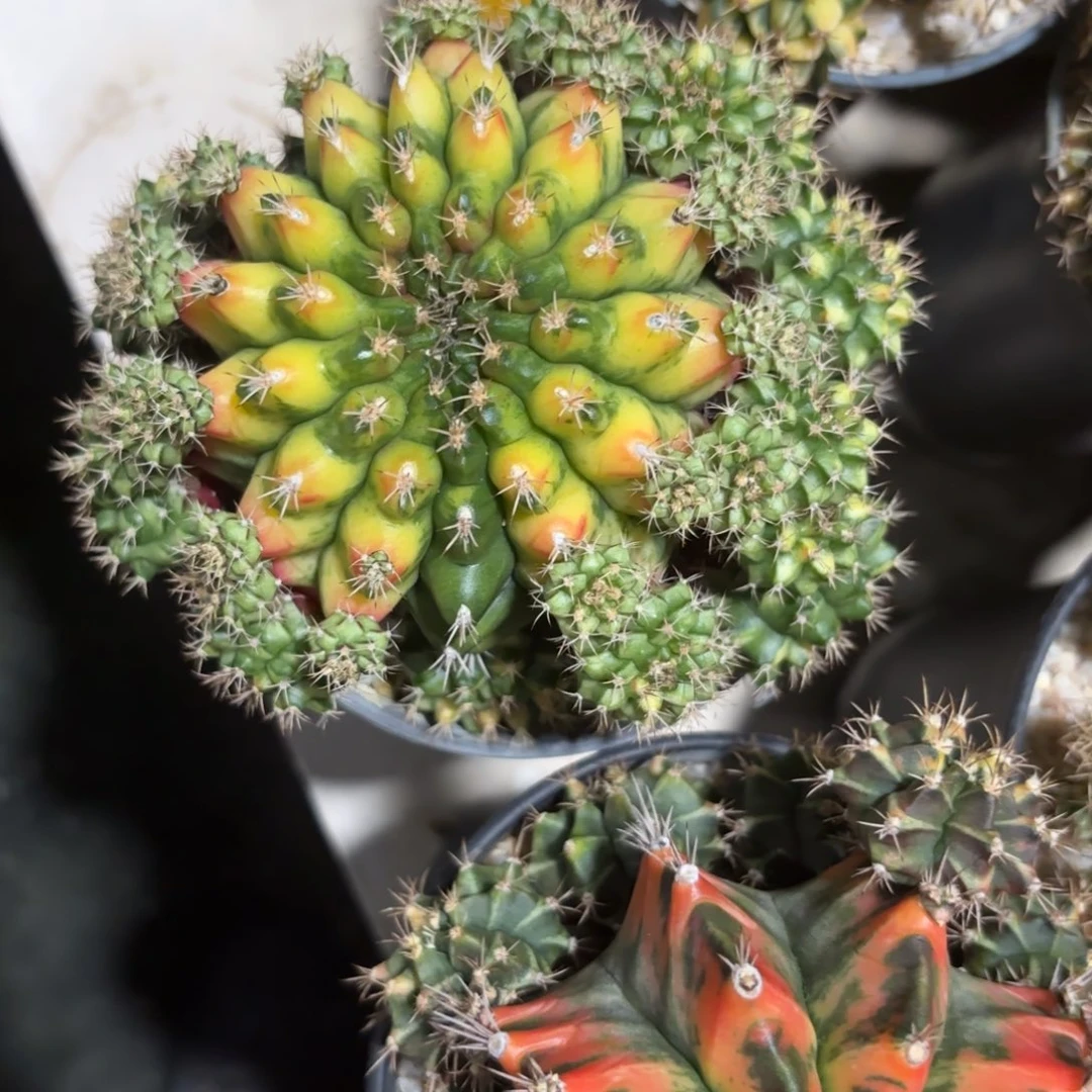 ****ʔ254-1215泰国发货多肉