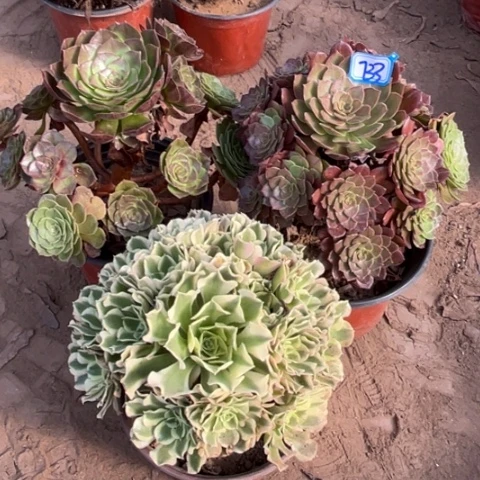 733多肉植物组合，
