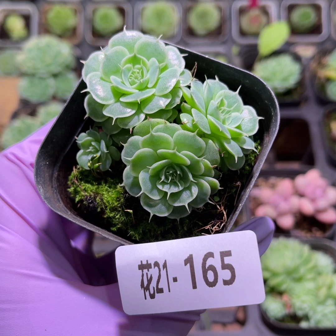 花利美21-165贝尔