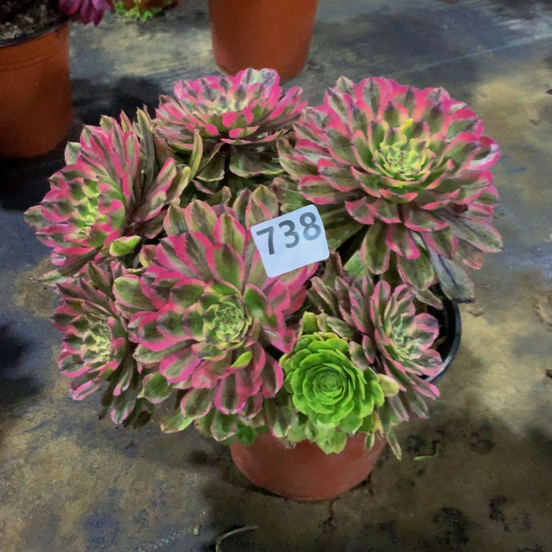 【闪购商品】自****?738粉黛福利