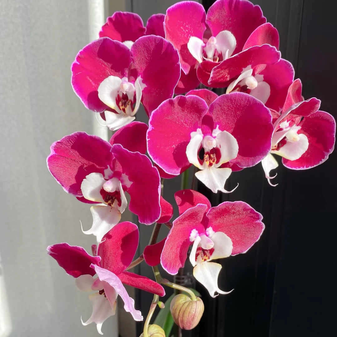 福利款米歇尔七彩鱼小甜甜蝴蝶兰单剑带花发货B级部分带花苞