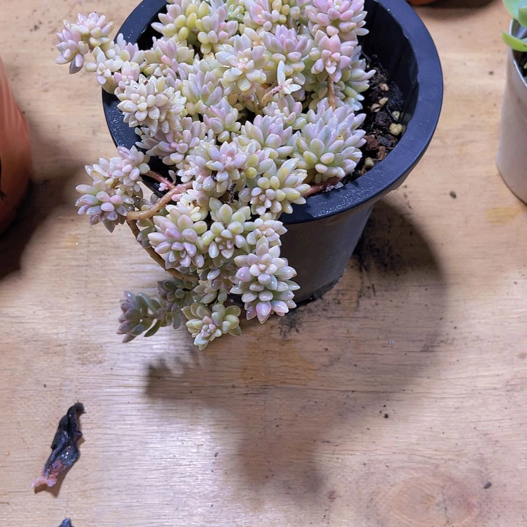 木***木00000000000000000361