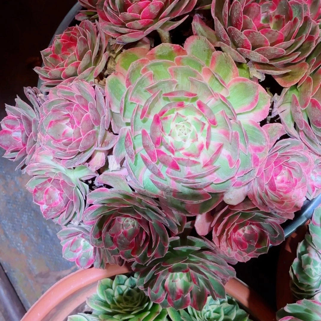 幸***福云南多肉植物云荷