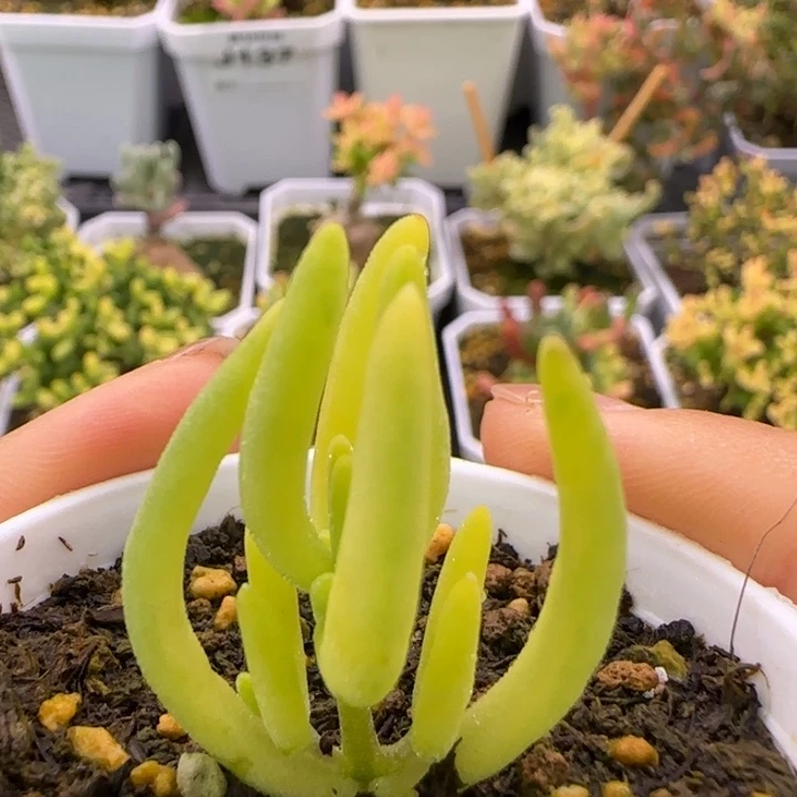 171-福利香蕉锦枝干