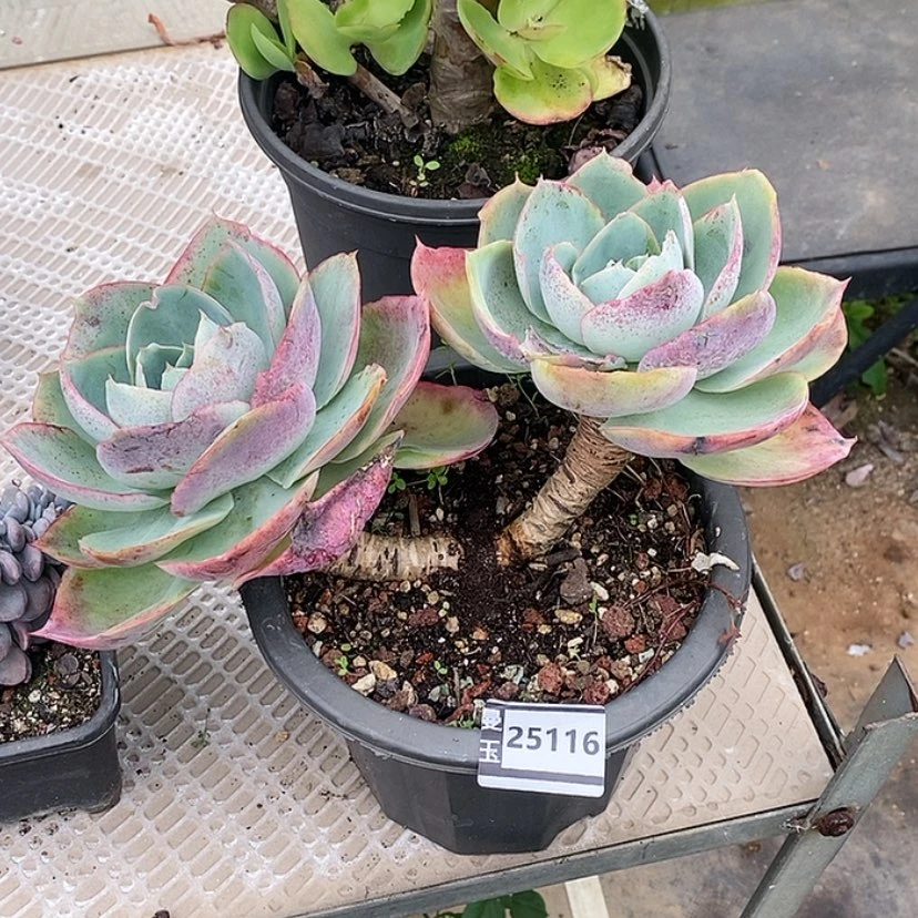 【闪购商品】达芬奇密码25116