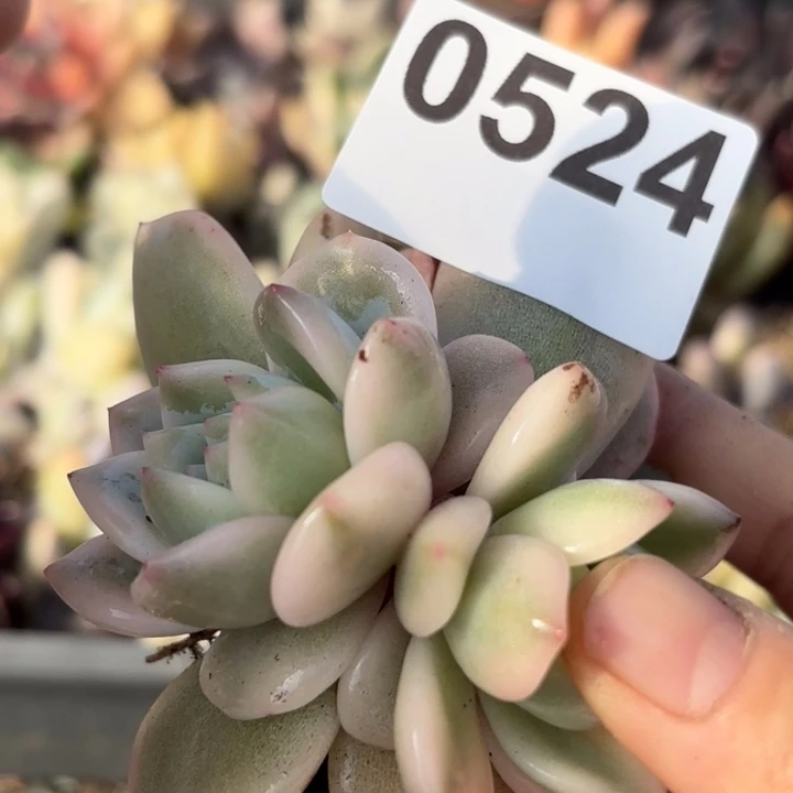 多肉植物满18包邮当场凑单