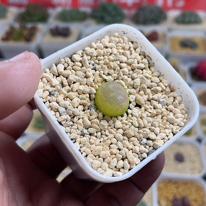 流***颜佳人园艺博览会拉登676