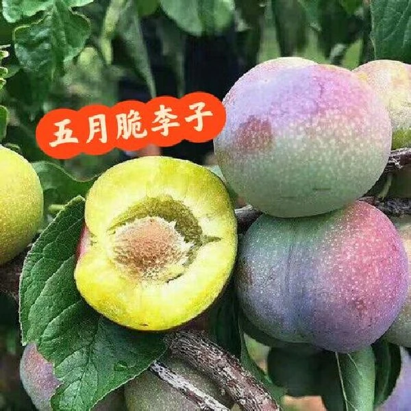 （五月脆）湖南湘西露天五月脆3斤5斤