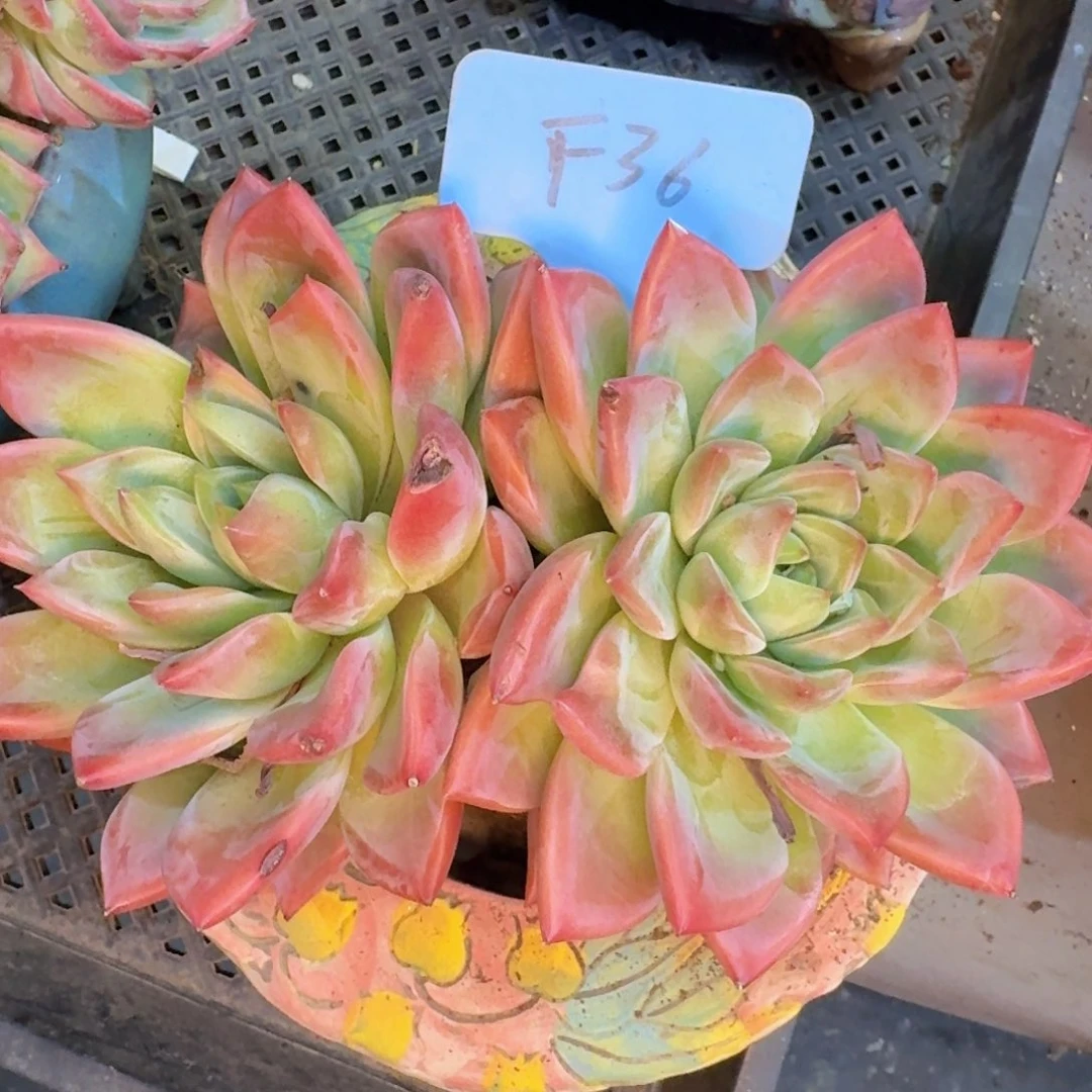 多肉植物的生长发育与