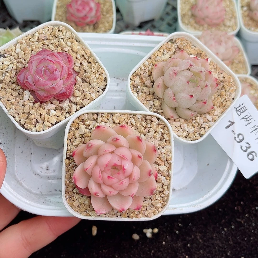 @****多1-936 新疆西藏内蒙不发12.8包邮2-3公