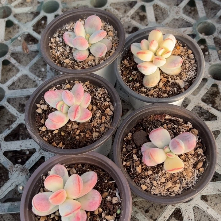 福娘锦一物一拍锦龙