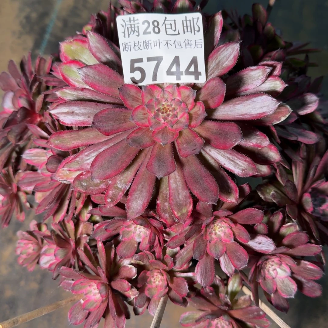 5744紫霞仙子多肉