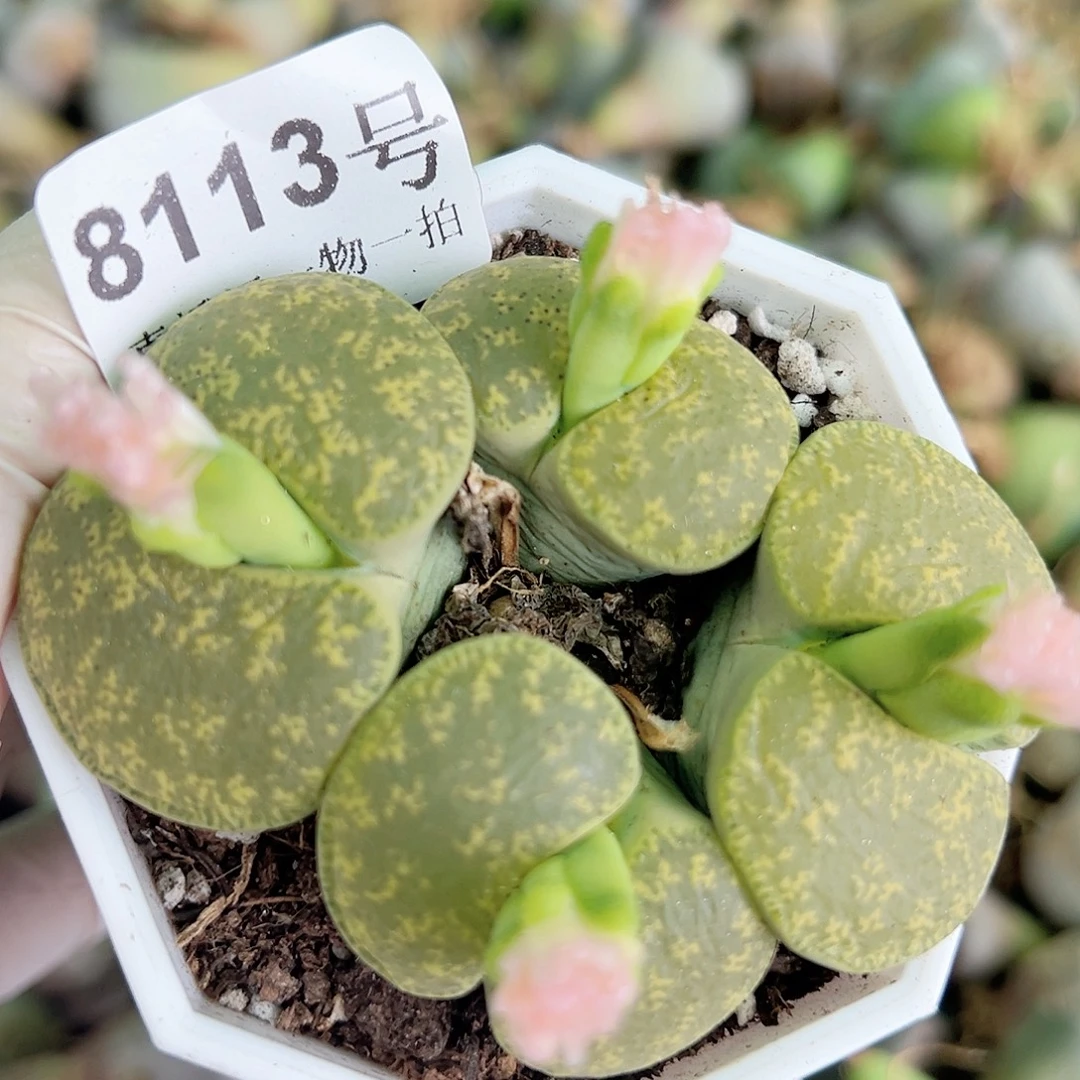8113 好养易活生石花大母本