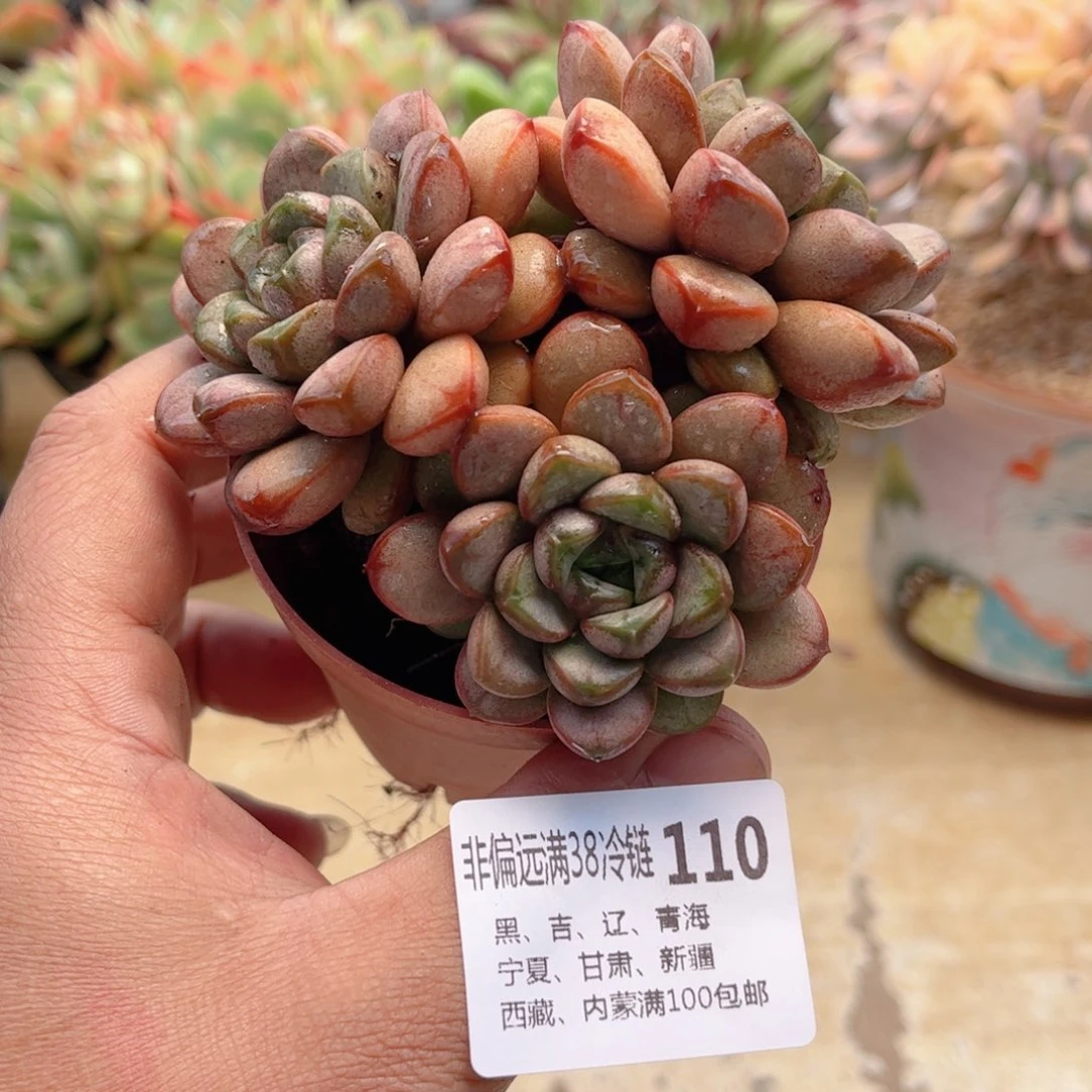 110葡萄德华多肉