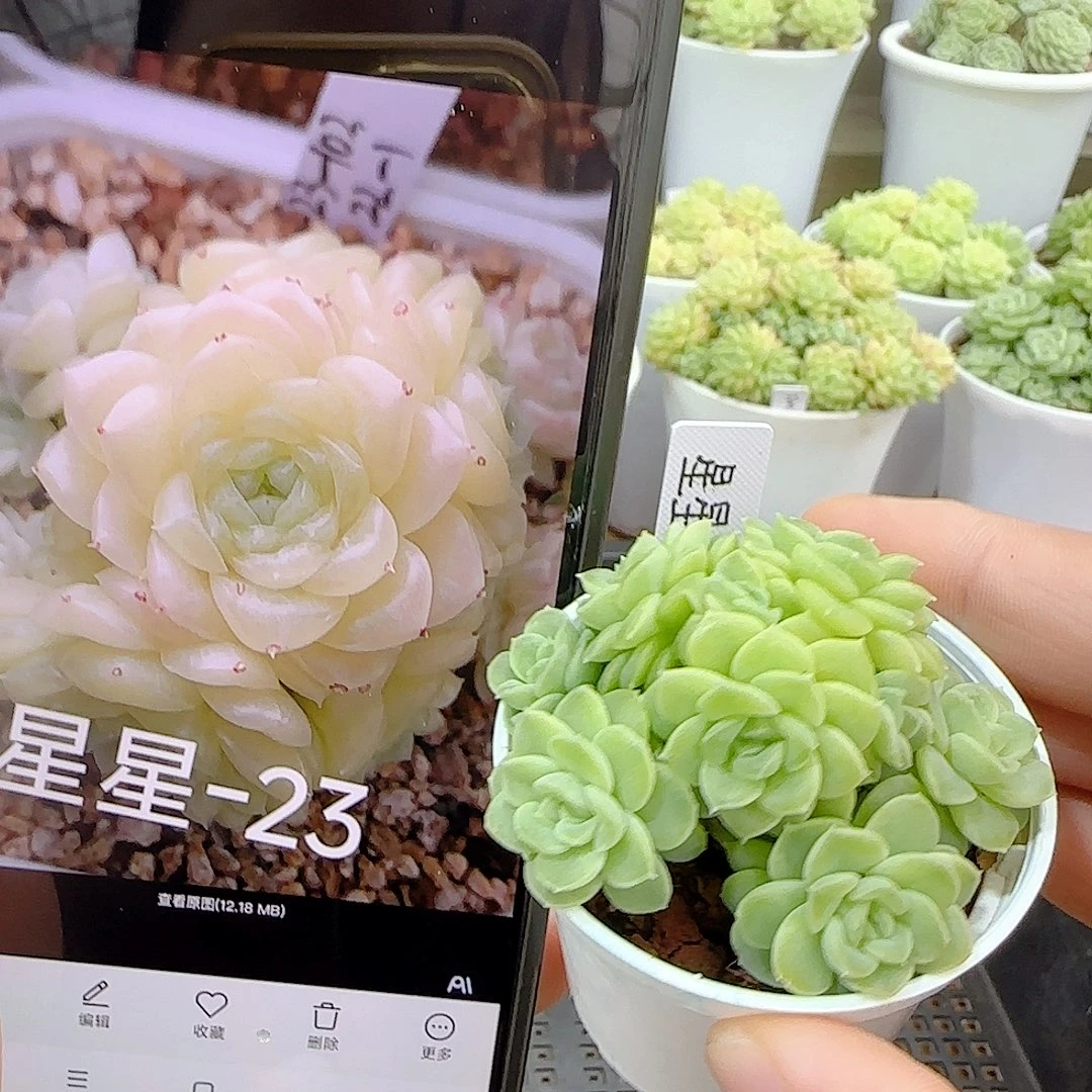 【闪购商品】0923-8（星星23）