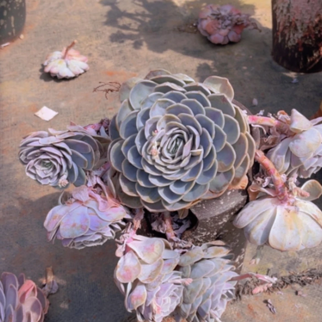 【闪购商品】蓝色惊喜1636