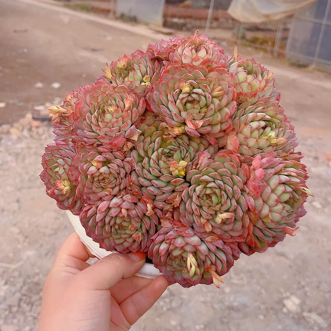 梦幻女王玫瑰  黄大锤多肉 （满9.9包邮） 多肉植物  庭院阳台