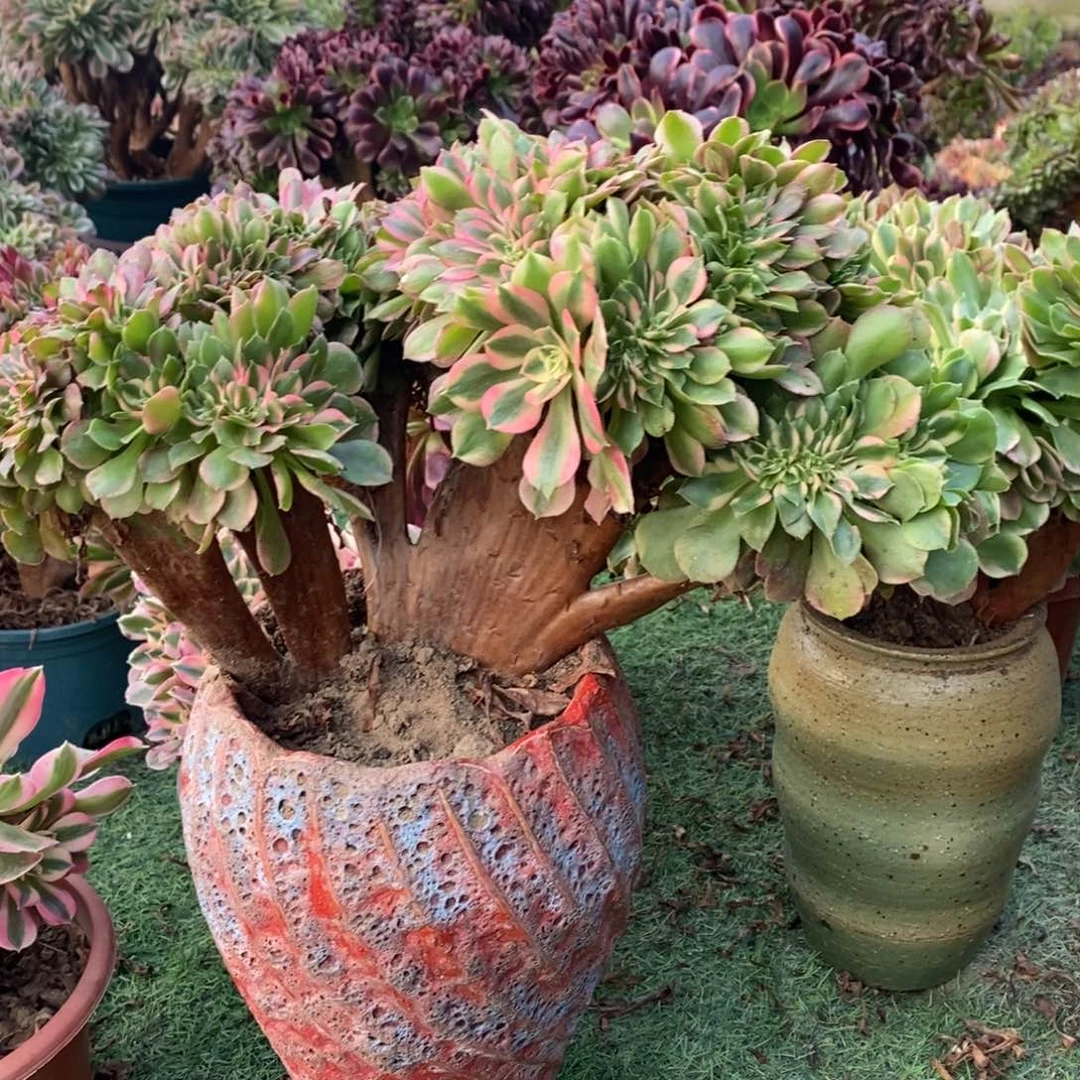 香妃缀化1颗多肉多头