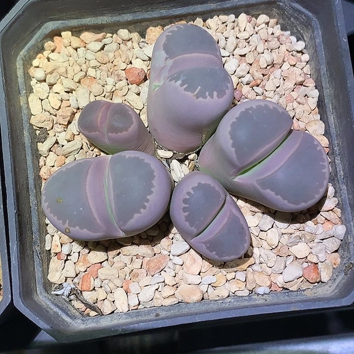 精品多肉植物全窗粉橄榄