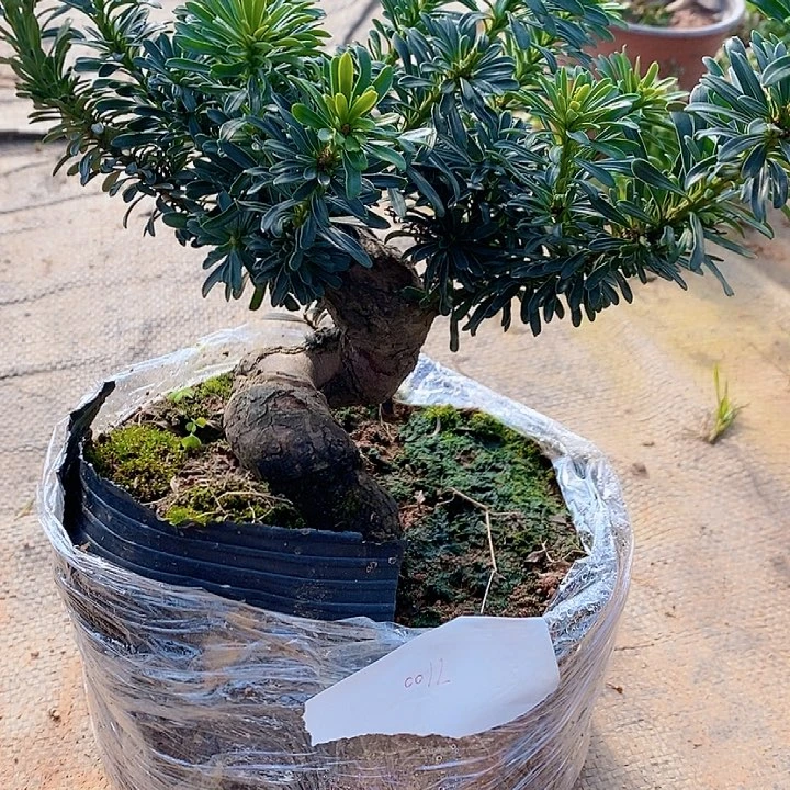 用****7鲜花绿植