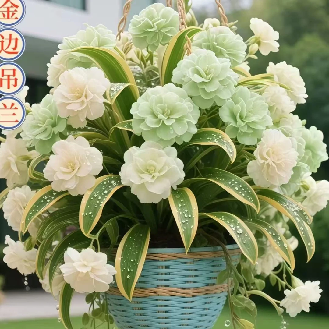 9·9=20棵金边吊兰苗四季开花浓香大花型盆栽花卉耐寒耐热净化空气