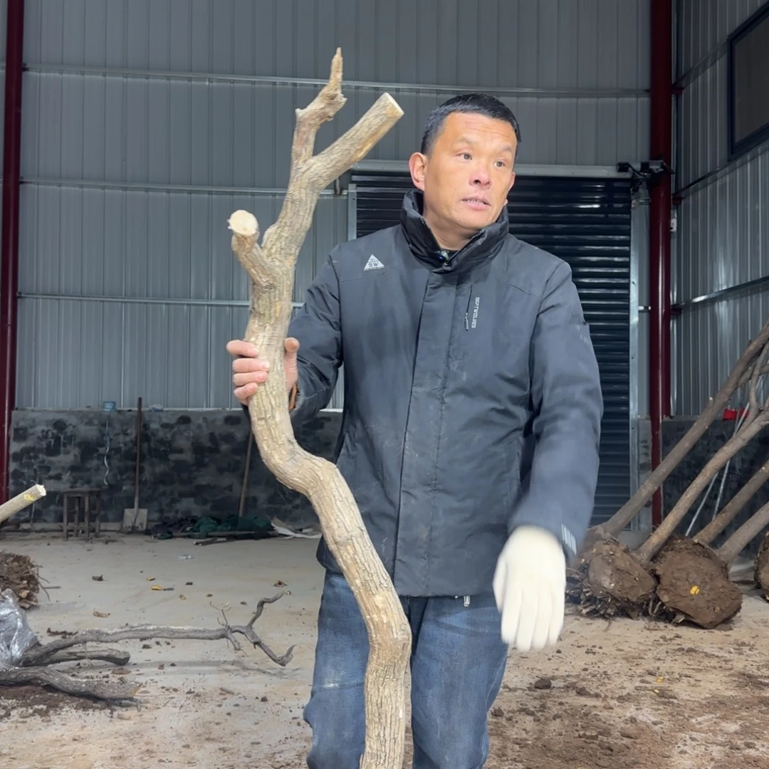 凯***哥无花朵果盆111111