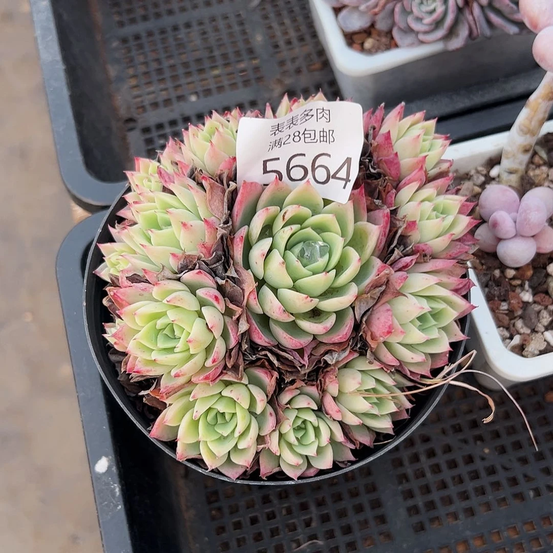 9号我们的确是一5664