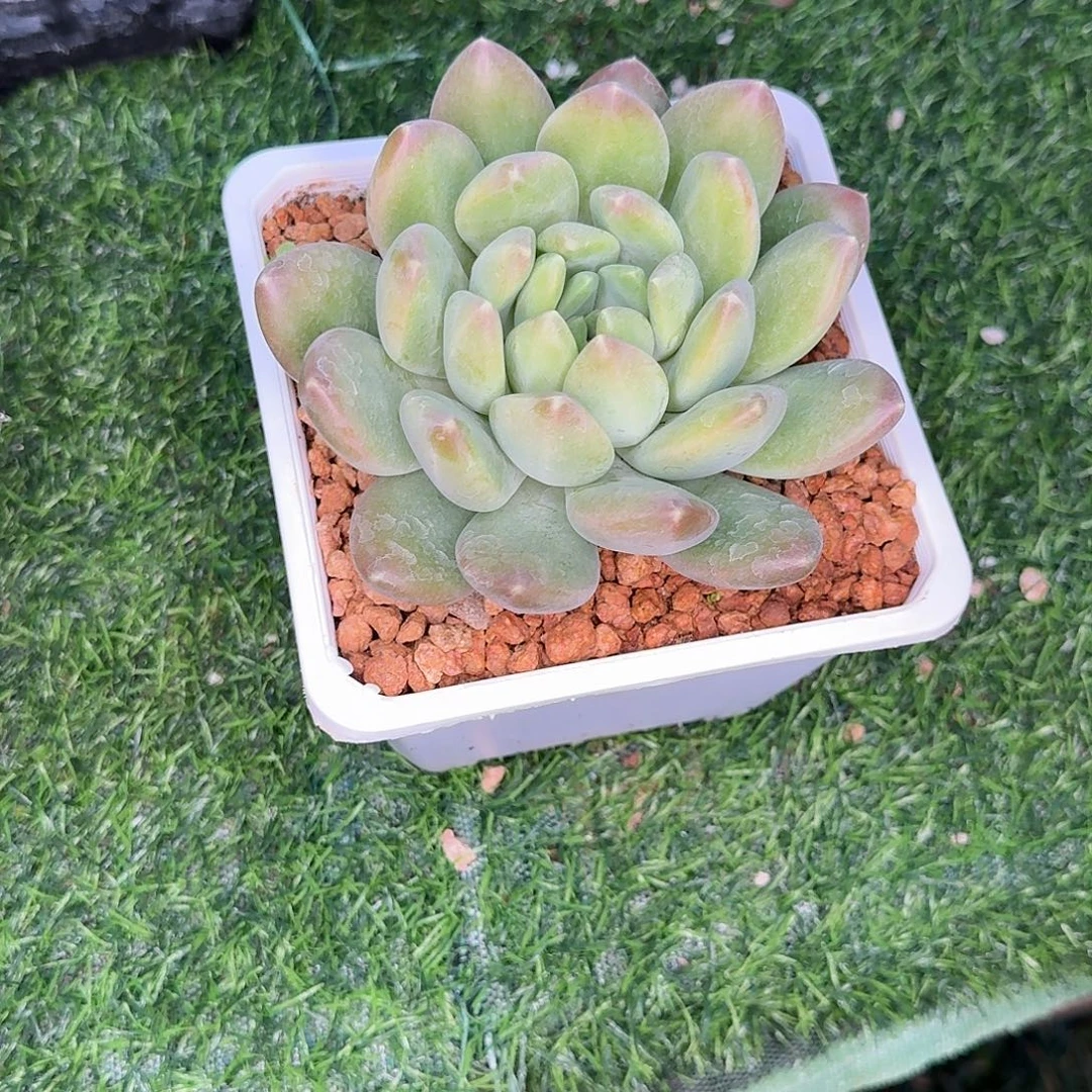 眠***冬滨河实际跨年福利