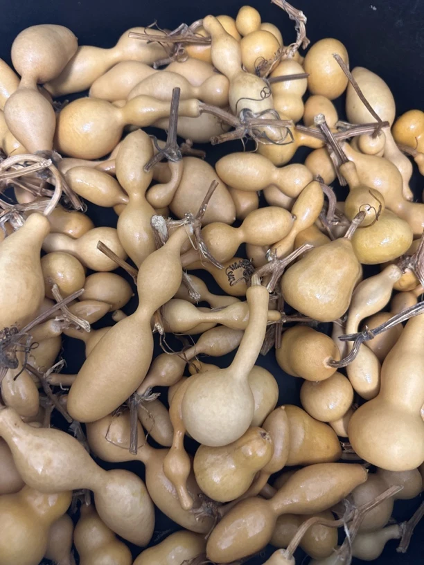 四木林天然葫芦直播专属链接2