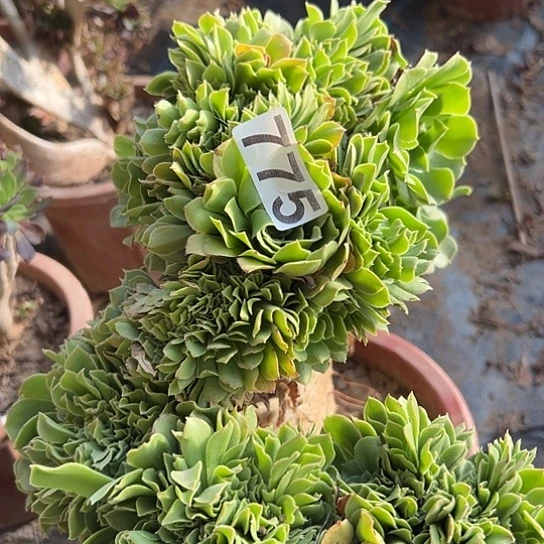 ꧁***꧂多肉植物一个绿玫瑰