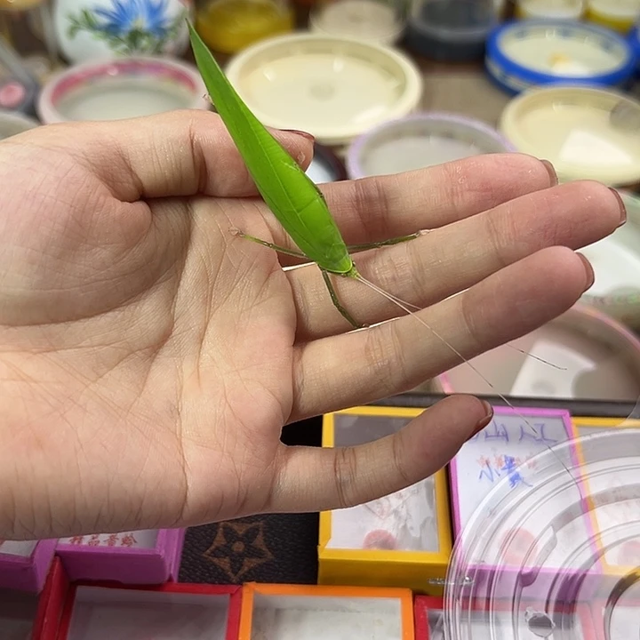 海南素背一只包邮