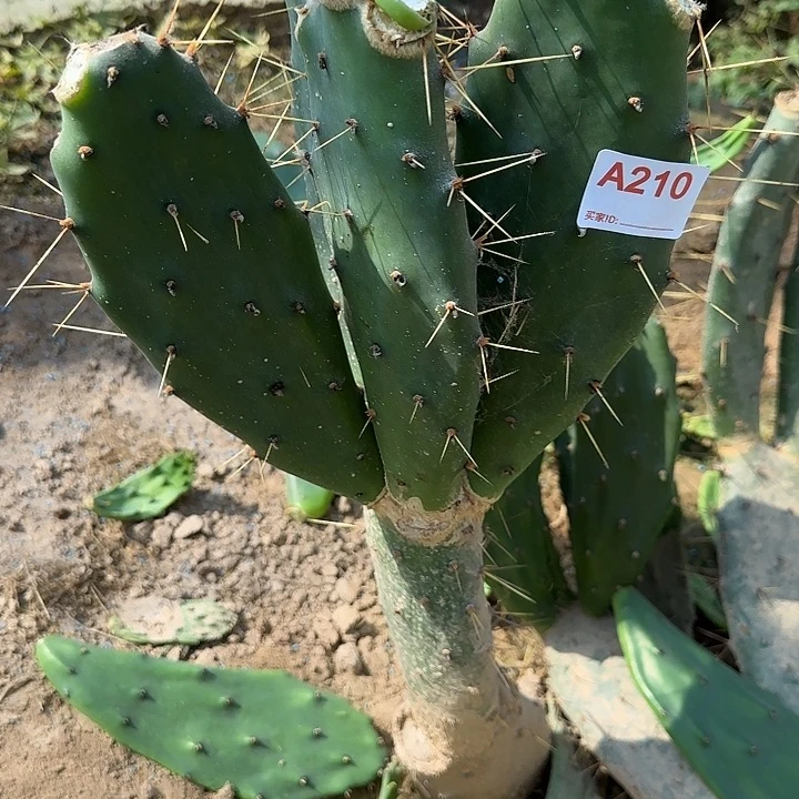*****无花朵嫁接九尾狐缀4个210