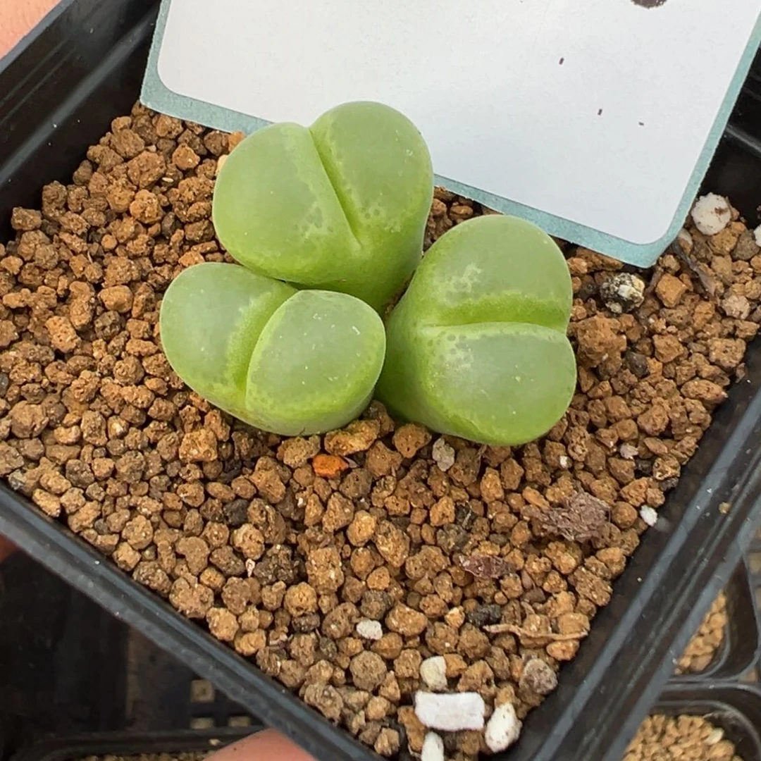 2-235肉锥多肉植物，