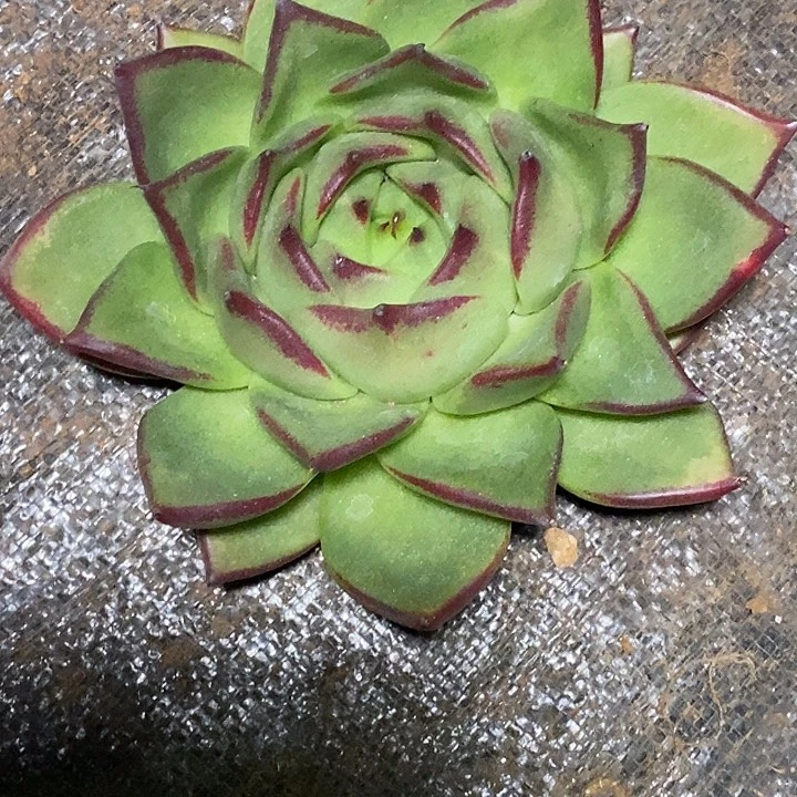 ༄***࿐福利大漏13