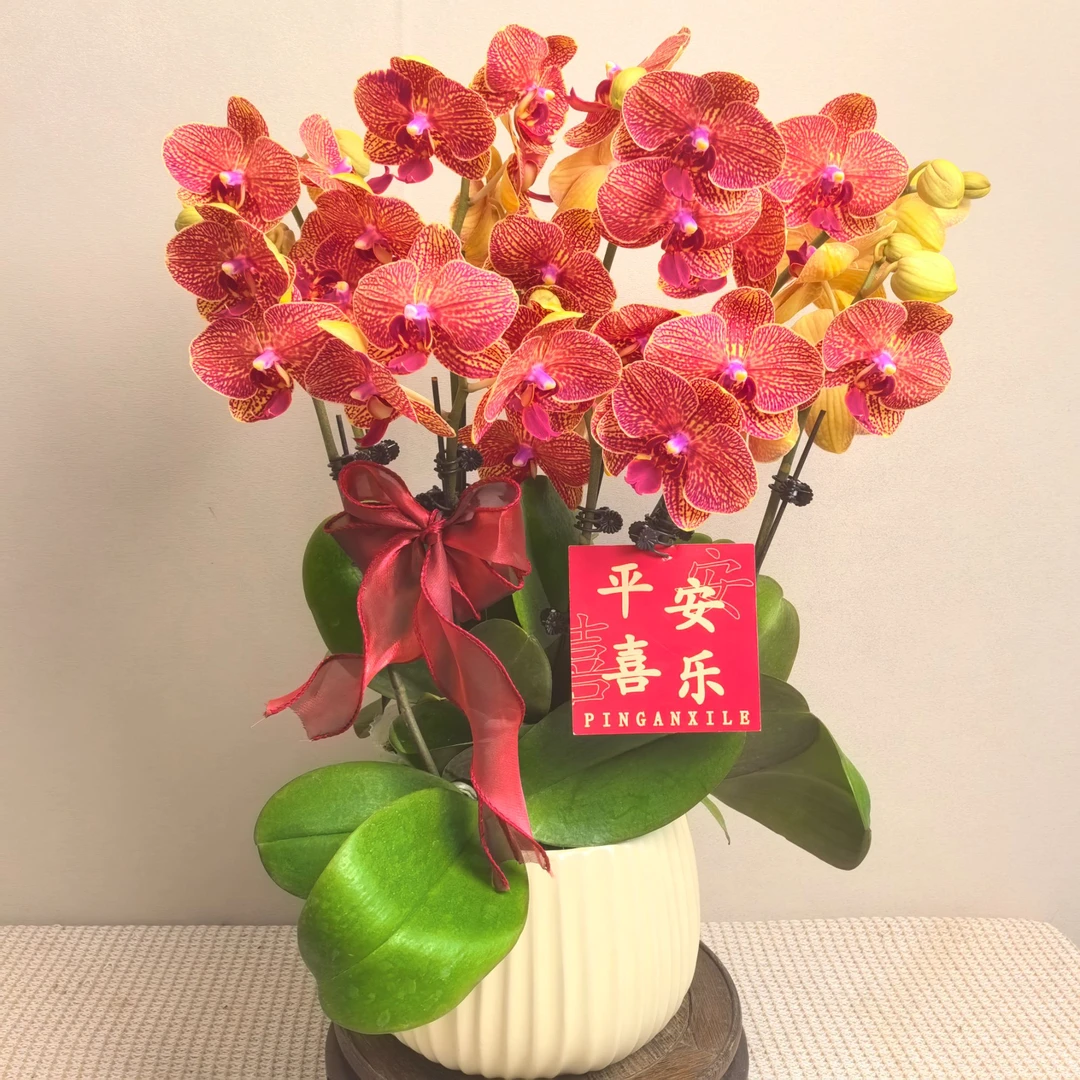 蝴蝶兰《黄金甲》精品带花带苞耐寒基地直发