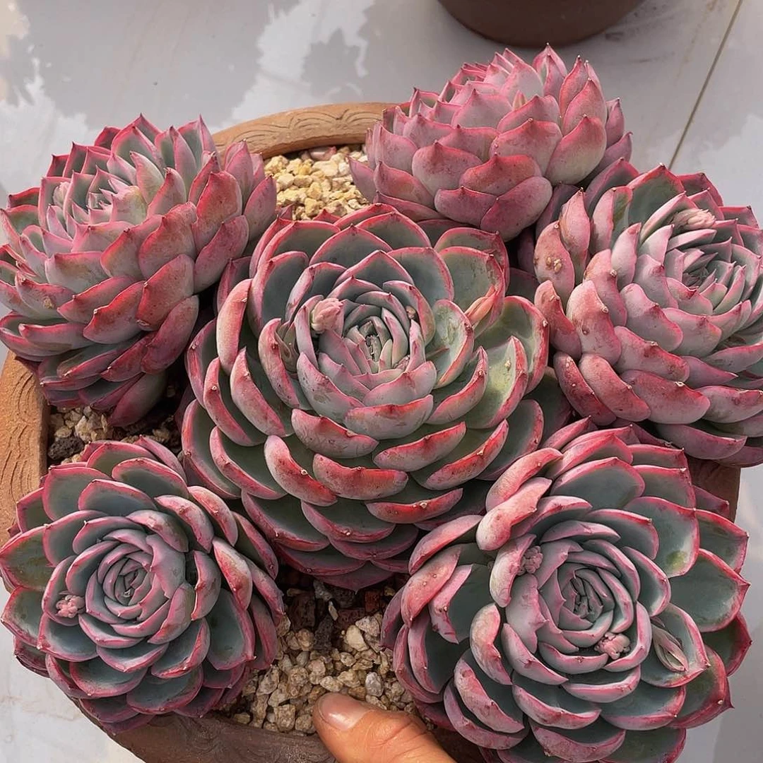 侧影多肉多肉多肉