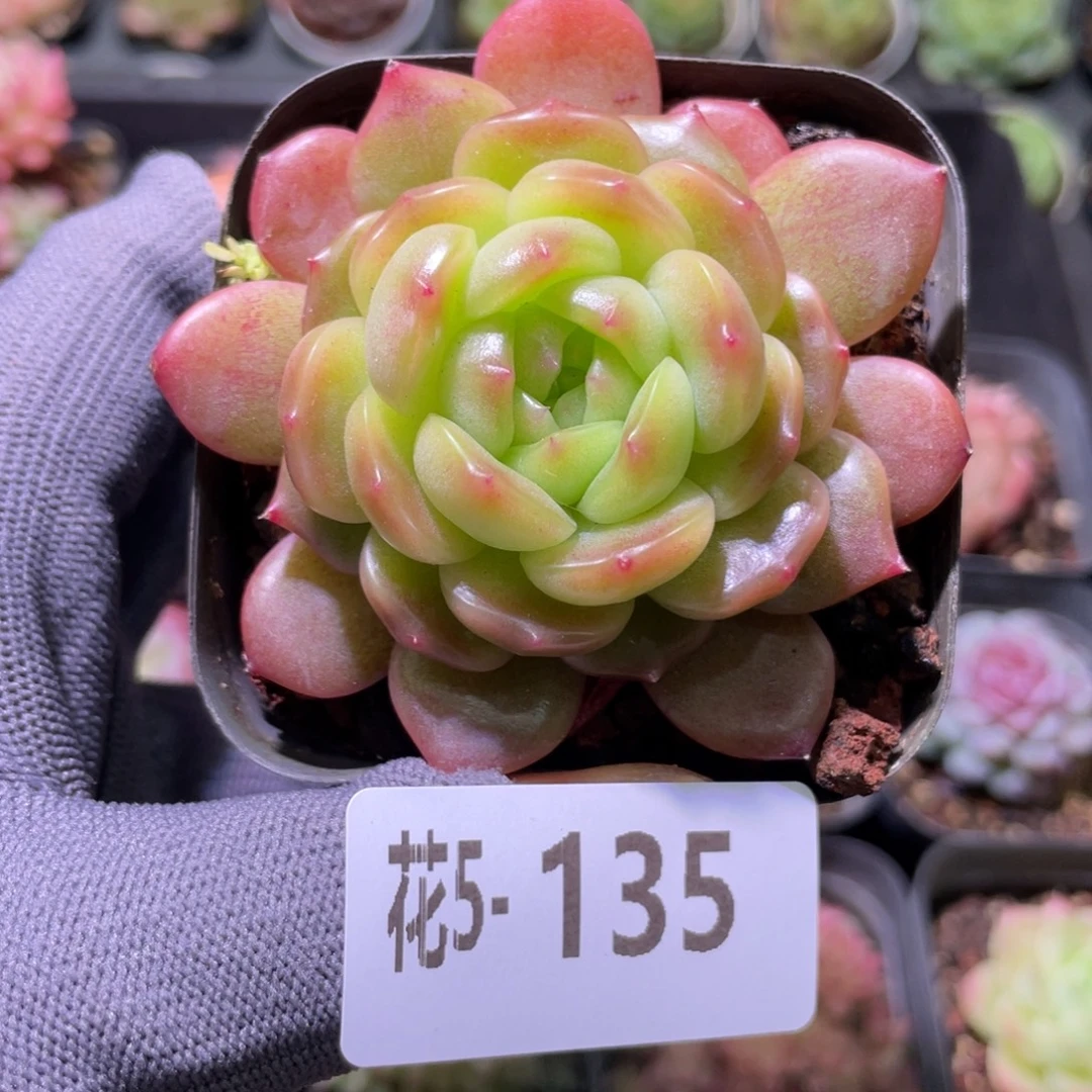 花利美 5-135灵翠