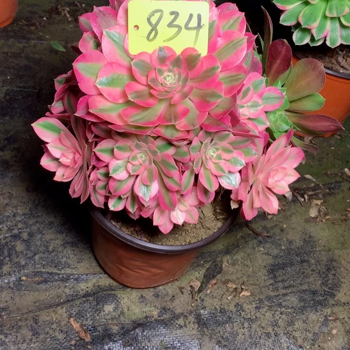 834粉女巫多肉111111