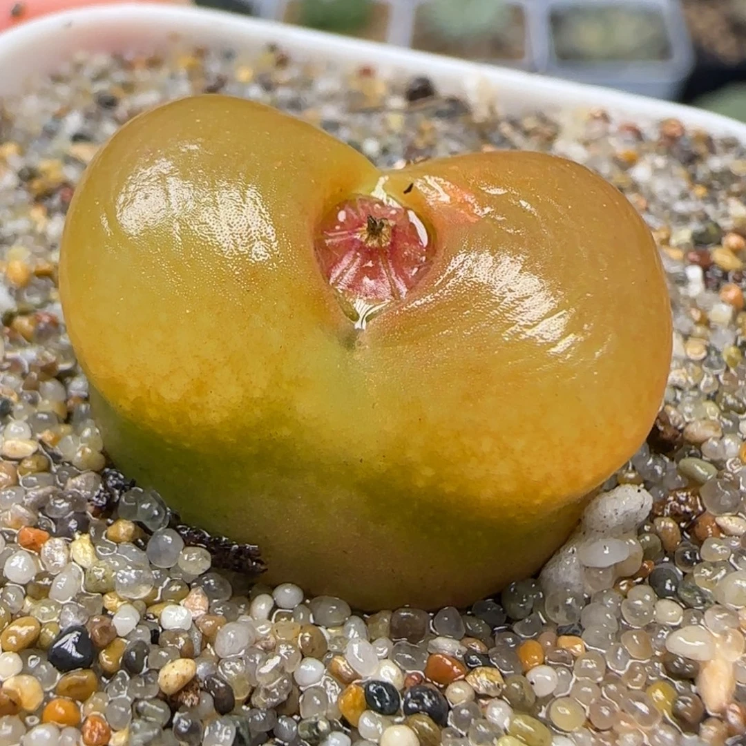 2.2厘米多肉植物百科