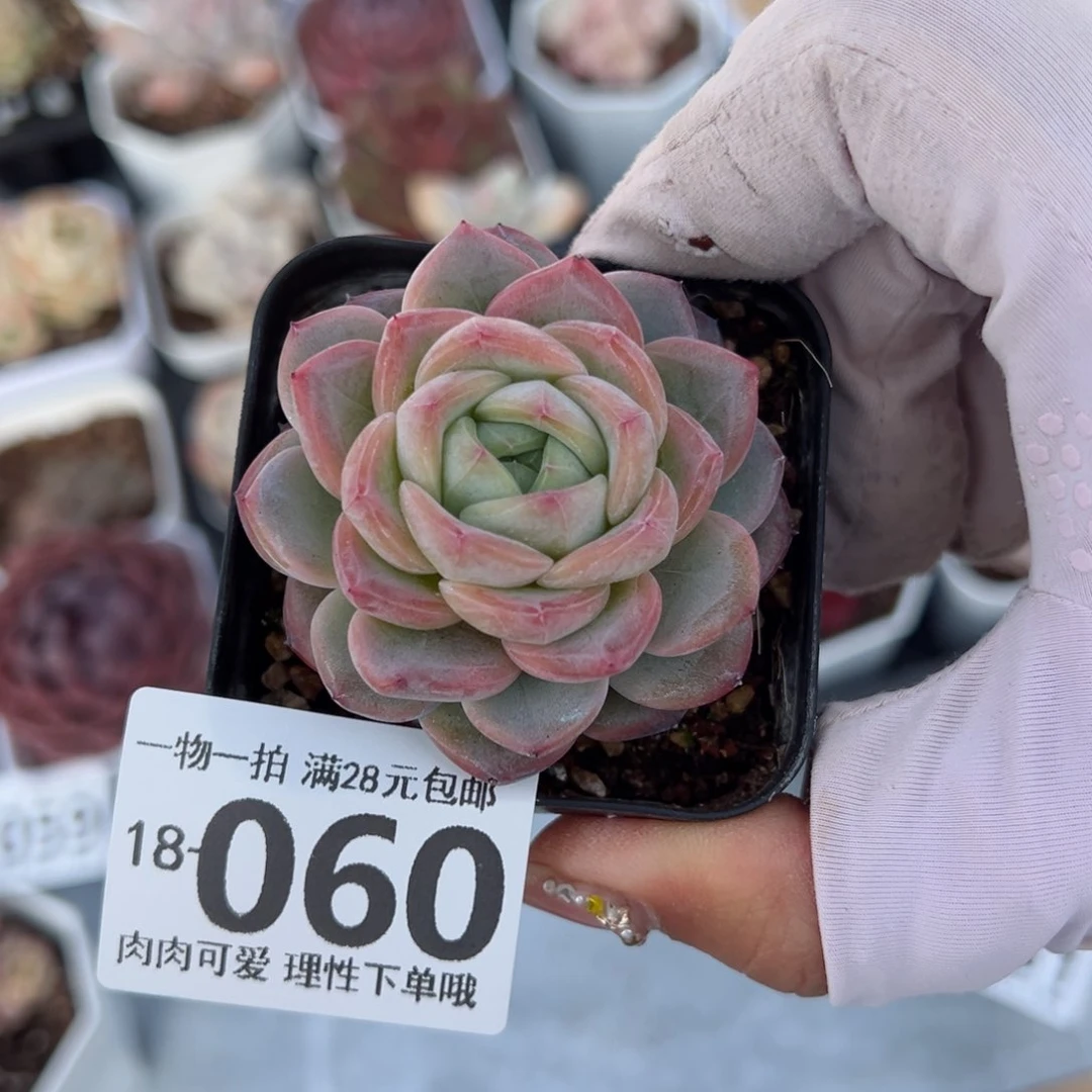 星星珍妮多肉多肉多肉