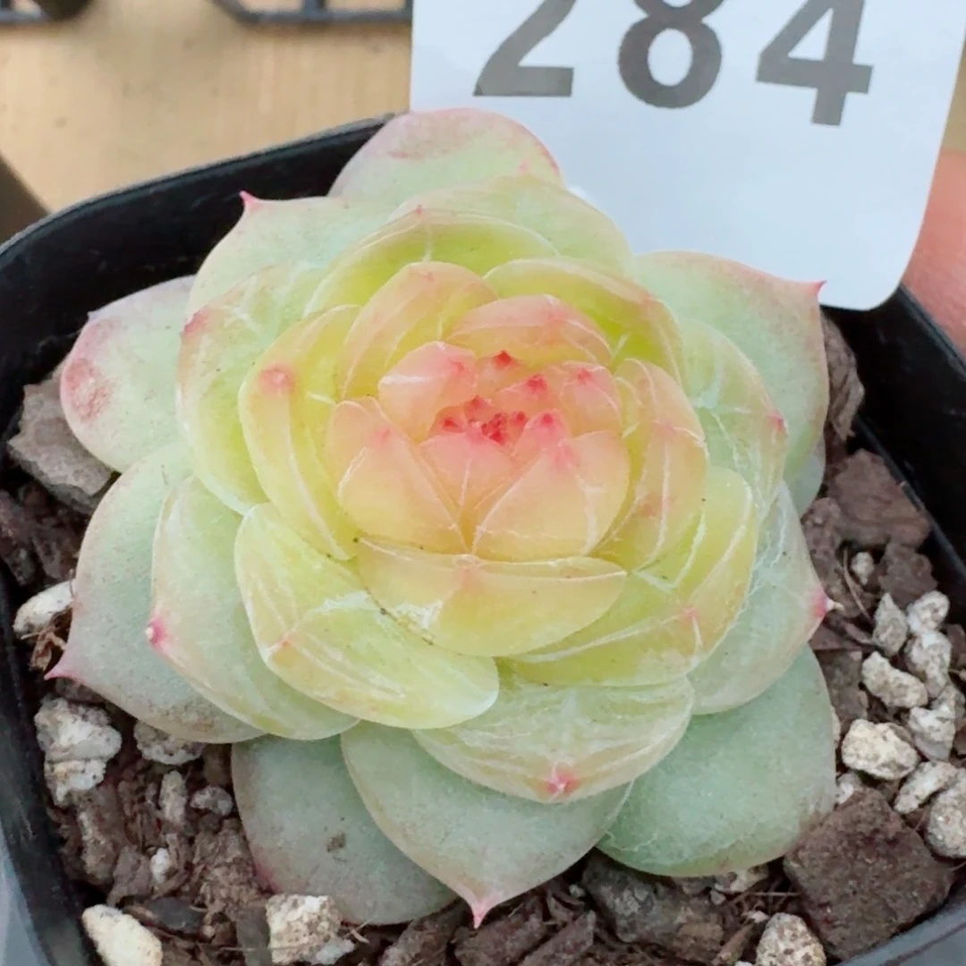 於*小家碧玉         精品多肉