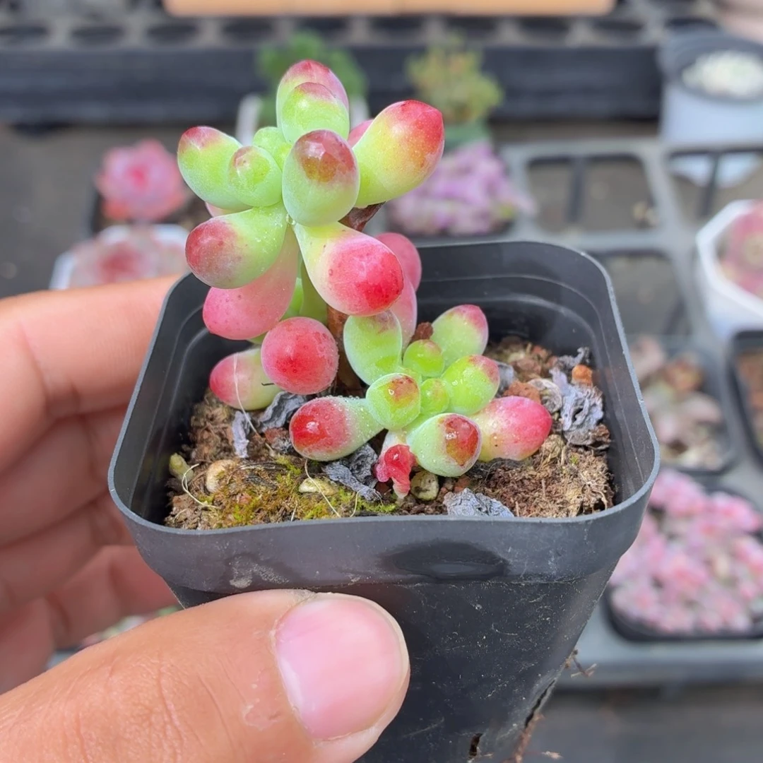 乙女心多肉9.9包邮发货