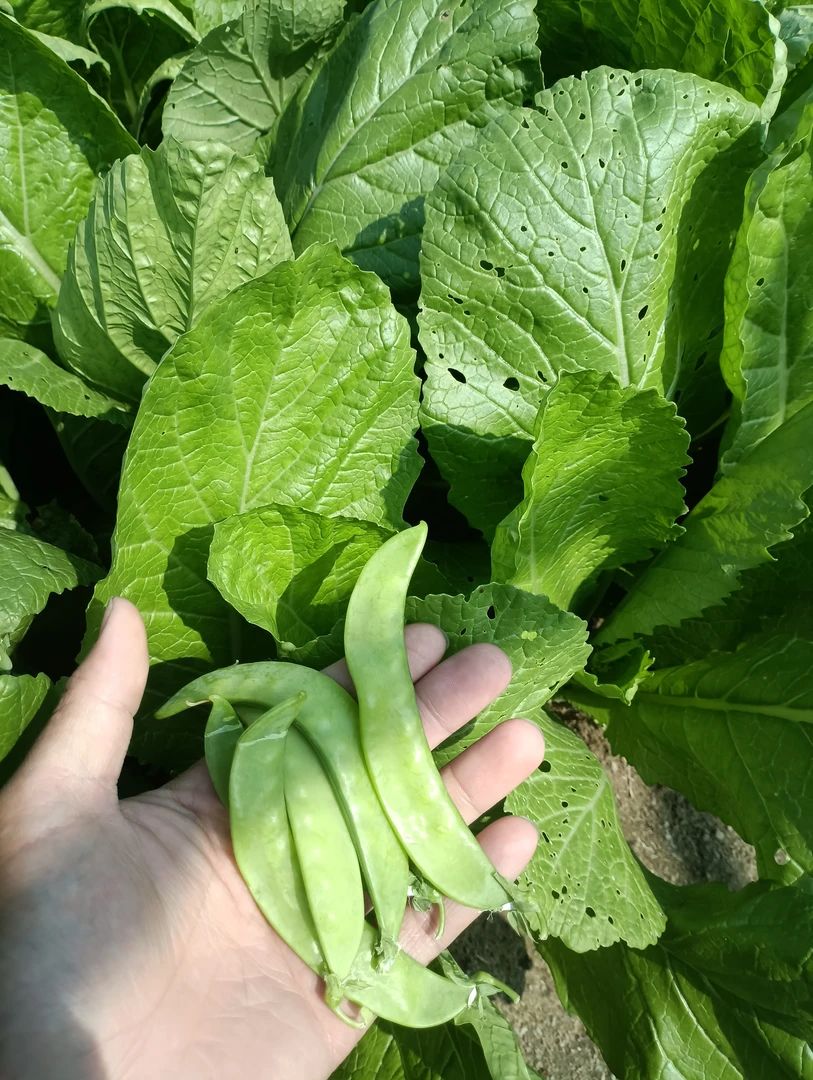 春菜和豌豆混合五斤