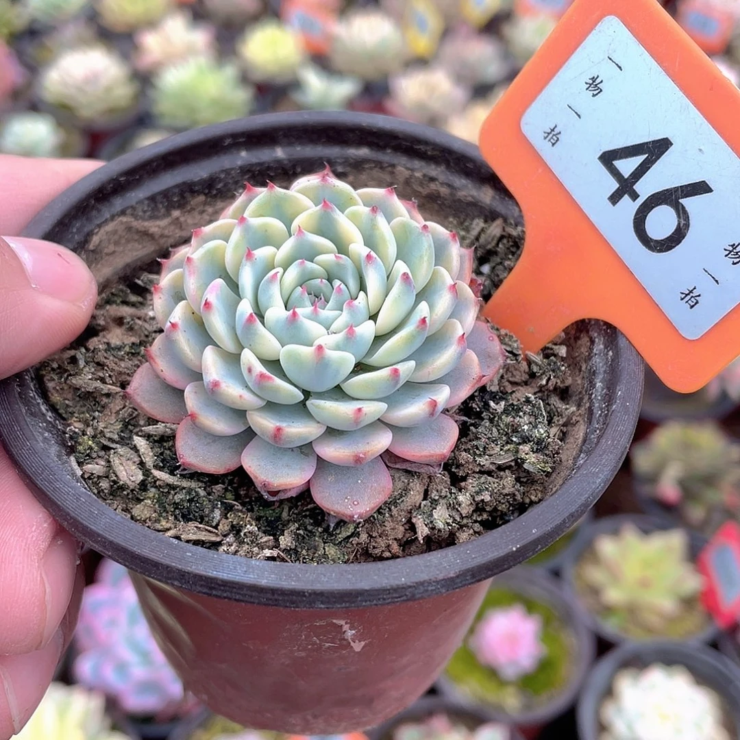 姬莲锦46号多肉植物