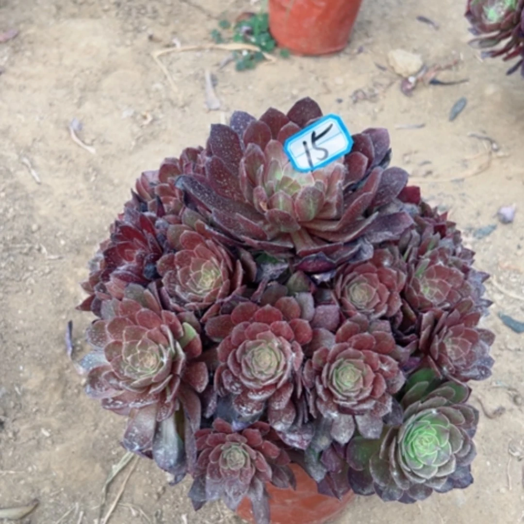 【闪购商品】多肉植物万灰15